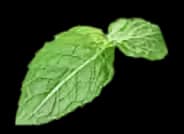 Basil leaf